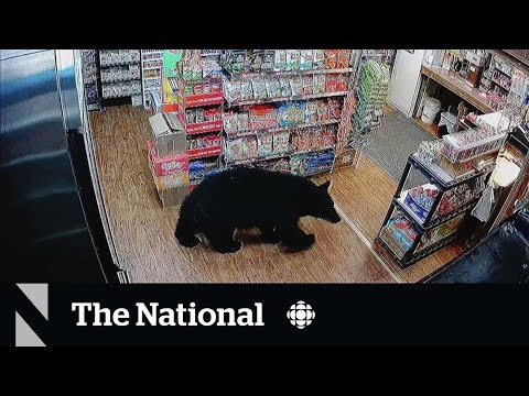 #TheMoment a bear stole gummy bears from a gas station